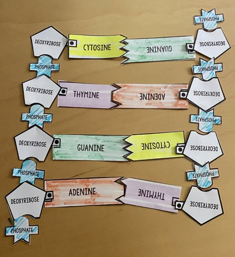 Finding Your Roots - Intro to DNA and Making a Twizzler DNA Model Activity Dna Models Projects, Dna Project Ideas, Dna Model Project Ideas, Dna Structure Project, Dna Strand Project, Dna Replication Project, Dna Structure Model Project, Dna Activities For Kids, Dna Model Template