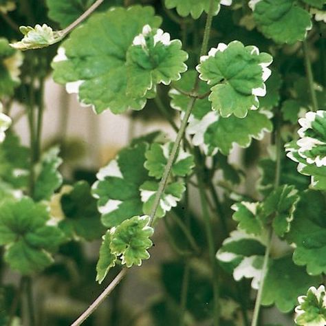 Variegata - Creeping Charlie - Glechoma hederacea | Proven Winners Creeping Charlie, Ground Ivy, Small Purple Flowers, Shade Loving Perennials, Jungle Gardens, Purple Plants, Zone 5, Proven Winners, Trailing Plants