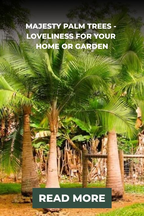 Majesty Palm Trees enhance your indoor or outdoor space Discover their beauty, suitability & learn their care needs. Types Of Palm Plants, Palm Plant Indoor, Trees Types, Types Of Palm Trees, Palm Aesthetic, Palm Tree Types, Palm Plants, Majesty Palm, Majestic Palm