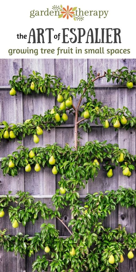 Garden Homestead, Espalier Fruit Trees, Fruit Tree Garden, Fruit Growing, Growing Fruit Trees, Side Garden, Have Inspiration, Growing Fruit, Small Space Gardening