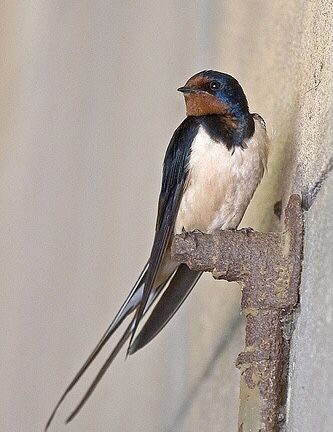 Regnul Animal, Barn Swallow, Bird Artwork, Nature Birds, Swallows, Bird Pictures, Bird Drawings, Pretty Birds, Bird Photo