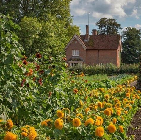 House And Garden, Cottage In The Woods, Dream Cottage, Cottage Core Aesthetic, Cottagecore Aesthetic, + Core + Aesthetic, Mellow Yellow, Pretty Places, Country Life