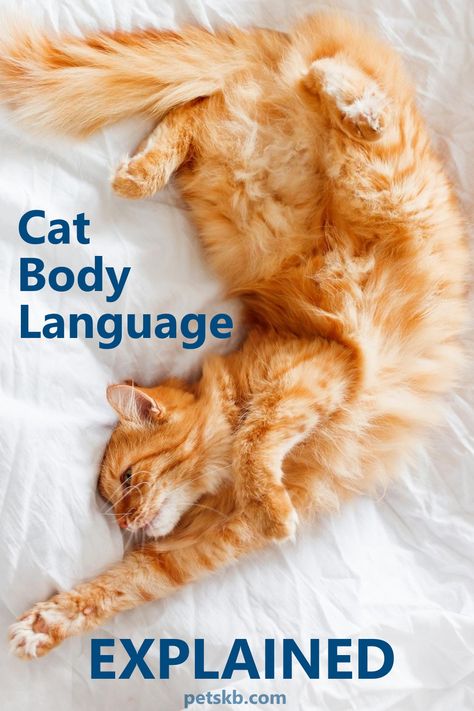 Cat Behavior Explained, Cat Psychology, Cat Age Chart, Cat Body Language, Cat Behavior Chart, Thomas Cat, Adoption Tips, Cat Guide, Cat Age