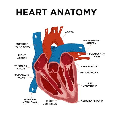 Heart anatomy diagram human heart struct... | Premium Vector #Freepik #vector #human-heart #heart-anatomy #arteries #heart-organ Heart Diagram Anatomy, Heart Anatomy Drawing, Human Heart Diagram, A Human Heart, Heart Structure, Tricuspid Valve, Heart Diagram, Mitral Valve, Parts Of The Heart