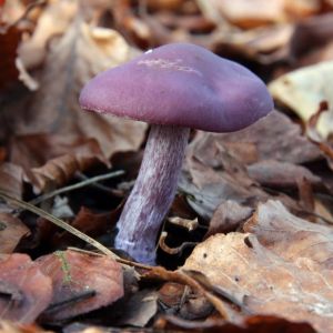 Wood Blewit, Fungi Species, Mushroom Paint, Plant Study, Edible Mushrooms, Wild Mushrooms, Natural Forms, The Colour, Dark Brown