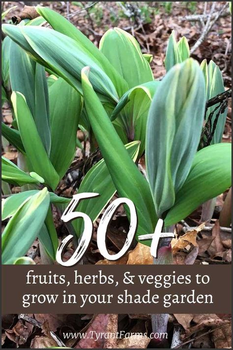 Alaska Gardening, Shade Vegetables, Condo Garden, Homesteading Garden, Apocalypse Prep, Farming Tips, Garden Hack, Vegetables Growing, Indoor Gardening Supplies