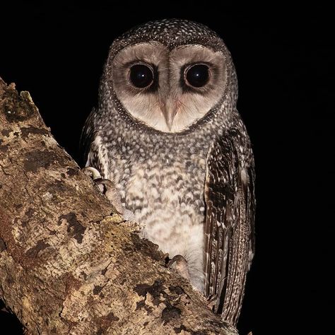 Sooty Owl, Owls At Night, Owl Face, Owl Aesthetic, Scary Owl, Cutest Animals On Earth, Creepy Animals, Owl Photography, Owl Eyes