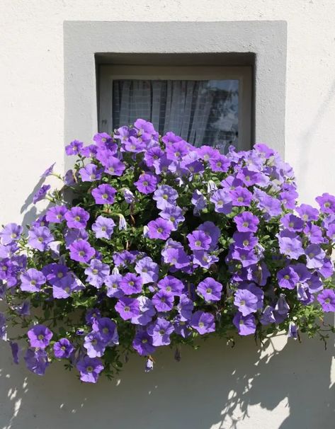 How To Grow And Care For Mexican Petunia Mexican Petunia, Mexican Petunia Landscaping, Petunia Care, Petunias, Perennials, Plants