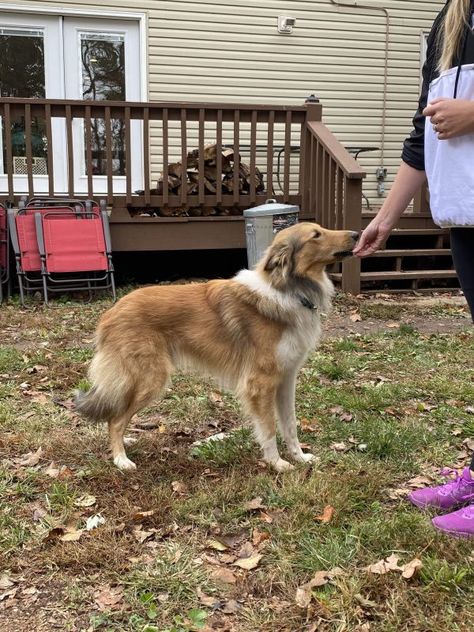 Lassie Dog, Rough Collie Puppy, Scotch Collie, English Shepherd, Collie Puppy, Aussie Christmas, Live Beautiful, Collie Puppies, Animal References