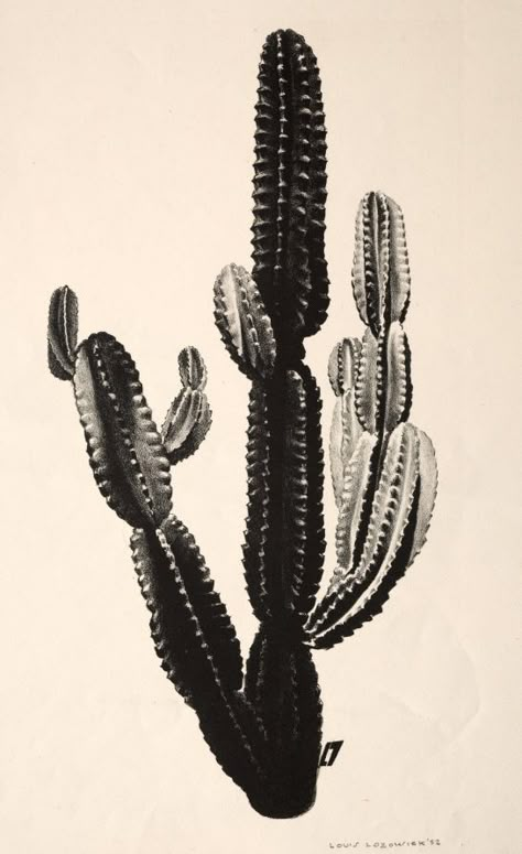 Louis Lozowick Cactus | Cleveland Museum of Art Junji Ito, Cleveland Museum Of Art, Art And Illustration, Cactus And Succulents, White Photo, Cacti And Succulents, Plant Life, Botanical Illustration, Cactus Plants