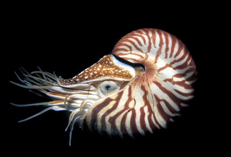 Nautilus Photography, Nautalis Shell, Nautilus Drawing, Chambered Nautilus, Creature Marine, Shell Fish, Deep Sea Creatures, Beautiful Sea Creatures, Nautilus Shell