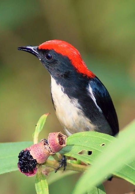 Vietnam Trip, Navy Blue Coat, World Birds, Different Birds, Tiny Bird, Blue Coat, Funny Birds, Exotic Birds, Bird Pictures