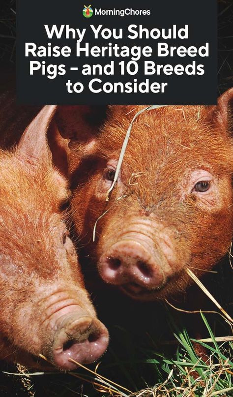 Why You Should Raise Heritage Breed Pigs - and 10 Breeds to Consider Pig Homestead, Heritage Pig Breeds, Hampshire Pig Breed, Best Pigs To Raise For Meat, Heritage Breeds Livestock, Gloucestershire Old Spots, Berkshire Pigs, Pastured Pigs, Pig Breeds