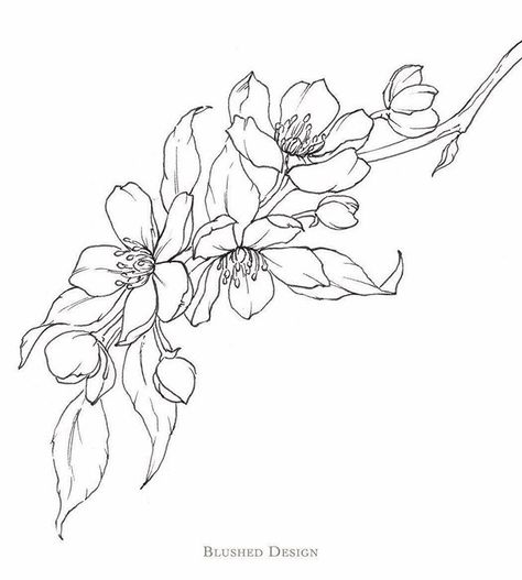 Crab apple blossoms for a rainy day. Good thing we just bought some rain boots   What should we turn these crabby little beauties into?  I love blooming trees—especially drawing their beautiful flowers each spring!  #floraldrawingchallenge #blushedbotanicals #flowerdrawing #fineartist #floralillustration #tattoo #howtodraw Apple Blossom Tattoos, Plant Doodles, Scarab Tattoo, Apple Tree Flowers, Apple Tattoo, Drawing Apple, Apple Blossom Flower, Flower Doodle, Apple Flowers