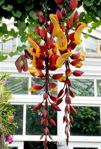 Thunbergia Mysorensis, Flowering Creepers, Tropical Garden Plants, Tropical Greenhouses, Garden Makeover, Unusual Plants, Unusual Flowers, How To Attract Hummingbirds, Flowering Vines