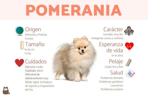 PERRO Pomerania - Carácter, características y salud con FOTOS Pomeranian Puppy, Pet Names, Paw Patrol, Amigurumi, Puppies, Camping, Coffee, Dogs