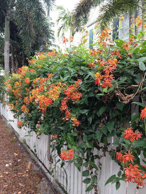 Mexican Flame Vine, The Meadows Key West. Mexican Flame Vine, Flame Vine, The Meadows, Key West, Vines, Key, Flowers, Quick Saves, Key West Florida