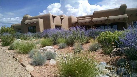 Desert Garden and Landscape Ideas • The Garden Glove Russian Sage Landscaping, Sage Landscaping, Drought Tolerant Landscape Front Yard, High Desert Landscaping, Desert Backyard, Flower Garden Plans, Courtyard Landscaping, Drought Tolerant Landscape, Blue Plants