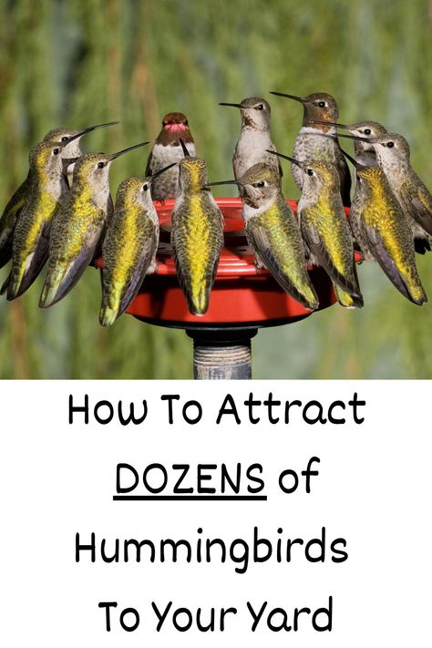 Best Plants For Hummingbirds, Best Hummingbird Feeder Recipe, Hummingbird Feeding Station, Best Hummingbird Feeder, Humming Bird Feeders Diy Homemade, Hummingbird Garden Ideas, Bird Sanctuary Ideas Backyards, Hummingbird Feeder Ideas, Hummingbird Feeder Diy