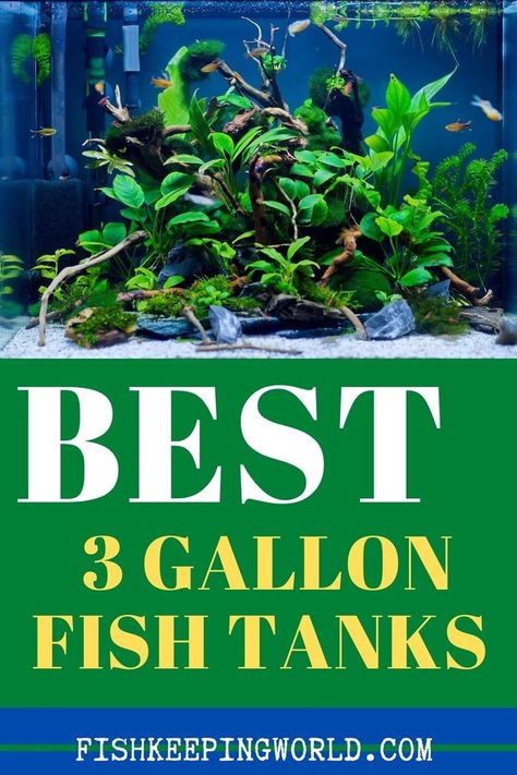 Do you want to know the best 3 gallon fish tanks? A gallon tank is one of the smallest available, so it’s cheap and you should be able to fit it anywhere. This guide reviews the best 3 gallon fish tanks available on the market, as well as how to set one up, stocking suggestions, and much more. #gallonfishtank #aquarium #fishkeeping 3 Gallon Fish Tank, Glofish Aquarium, Nano Reef Tank, Fish Keeping, Fishing For Beginners, Different Fish, Setup Ideas, Reef Aquarium, Hiding Spots