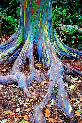 These ‘rainbow’ trees can be found in the Philippines–and they’re a marvel to look at Rainbow Trees, Eucalyptus Deglupta, Rainbow Eucalyptus Tree, Rainbow Illustration, Rainbow Eucalyptus, Weird Trees, Eucalyptus Trees, Magical Tree, Rainbow Tree