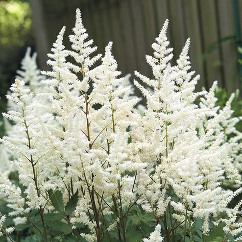 Tall White Perennials, White Perennial Flowers Full Sun, Astilbe White, All White Garden, Astilbe Flower, White Astilbe, June Flowers, White Flower Garden, Garden Boxes Raised