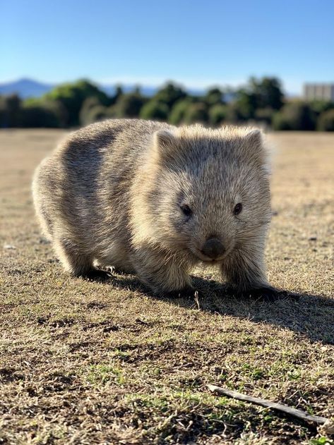 Wombat Pictures, Wombat Drawing, Cute Wombat, Baby Wombat, Educational Facts, Australian Mammals, Australia Animals, Fascinating Facts, Australian Animals