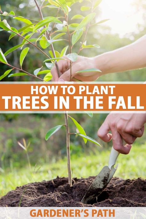 Visit Gardener’s Path now to learn why fall is the best time to plant trees in your landscape, discover what “fall” actually means, depending on what part of the country you live in, and get expert advice about all the steps involved in planting trees for maximum chances of success. #fallgardening #plantingtrees #gardenerspath How To Plant Trees, Seasonal Gardening, Nature Learning, Trees For Front Yard, Green Backyard, Fall Gardening, Planting Guide, Planting Tips, Planting Trees