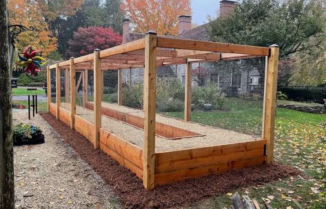 Projects - Gardenfolk Enclosed Raised Garden Beds, Blueberry Garden, Garden Enclosure Ideas, Garden Enclosure, Blueberry Gardening, Enclosed Garden, Enclosure Ideas, Vegetables Garden, Vegetable Garden Raised Beds