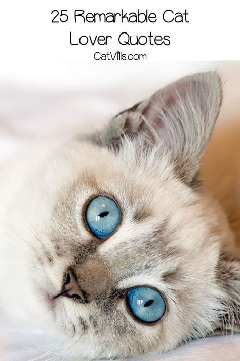 Looking for some beautiful and meaningful cat-lover quotes? We've got you covered! Check out 25 amazing sayings about cats that we love, from touching to funny! Cat Lover Wallpaper, Happy Birthday Cat Lover, Cat Person Quotes, Cat Owner Quotes, Cat Lover Aesthetic, Cat Lover Quotes, Pet Quotes Cat, Cat Lover Tattoo, Kittens Care