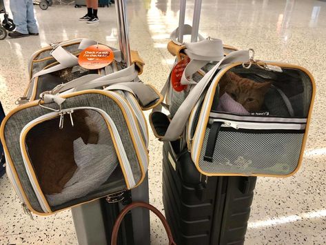 Dog Travel Essentials, Traveling With Cats, Cat Travel Carrier, Flying Cat, On An Airplane, Cat Leash, Kid Friendly Travel Destinations, Cat Travel, Cat Parenting