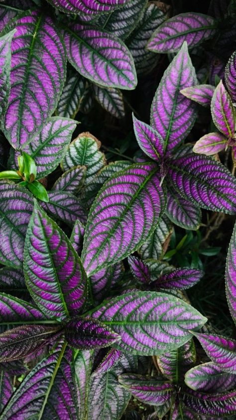 Propagate Coleus, Lavender Inspiration, Types Of Cactus Plants, Plants From Cuttings, Leaves Photography, Goth Garden, Paradise Plant, Purple Leaves, Air Plants Care