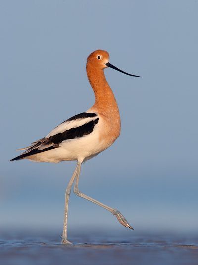 Shore Bird Art, American Avocet, Airbrush Painting, Bird Artists, Bird Carving, Animal Illustrations, Shorebirds, Rare Birds, Air Brush Painting