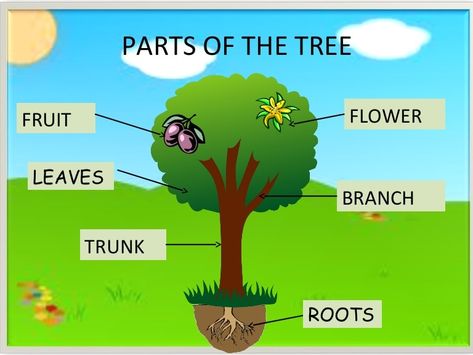 Parts Of A Tree, Tree Life Cycle, Preschool Worksheets Free Printables, Reading Body Language, Trees For Kids, Plant Activities, Alphabet Worksheets Kindergarten, Family Tree Project, English Activities For Kids