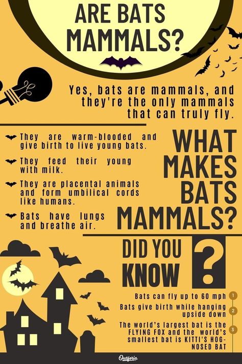 Some people think bats are birds, but did you know that they're the only mammals capable of true flight? Check out Outforia's latest article and learn why bats are not birds and the characteristics they have that make them mammals. Types Of Bats, Bat Party, Bat Facts, Backyard Birds Sanctuary, Bat Species, Mammary Gland, Classroom Treats, Flying Squirrel, List Of Animals