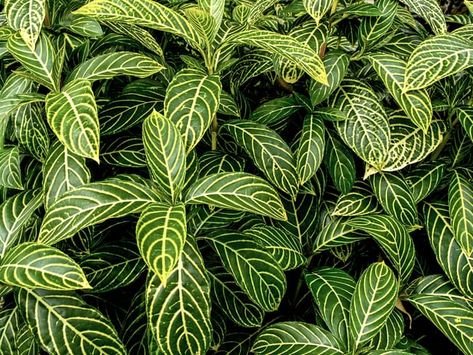 Zebra Plant Care - How To Grow Aphelandra Squarrosa - Smart Garden Guide Zebra Plant Care, Aphelandra Squarrosa, Exotic House Plants, Zebra Plant, Smart Garden, Garden Guide, House Plant, How To Grow, Plant Care