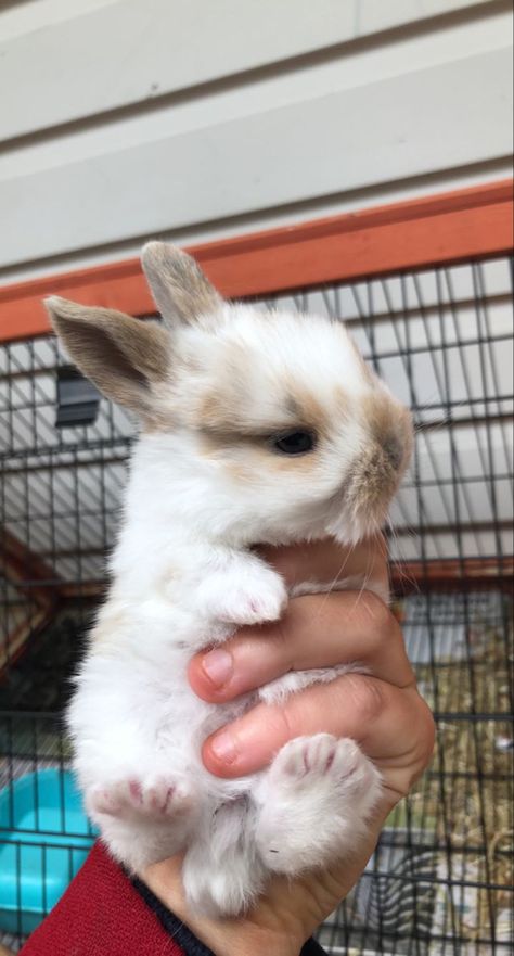 Baby mini lop bunny rabbit adorable cute animal pet Holding Item Reference, Mini Lop Bunny, Bunny Breeds, Bunny Care Tips, Mini Lop Bunnies, Bunny Supplies, Mini Lop Rabbit, Lop Bunnies, Fav Animal