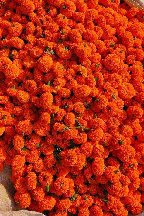 Marigolds Orange Aesthetics, Marigold Flowers, Flowers Orange, Marigold Flower, Elements Of Nature, Phone Backgrounds, Beautiful Nature, Decorative Items, Orange