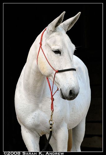 Notice the fine lines.  The lack of unkempt hair. The ability to stand still for a photo.  And there you have it, a mule. Draft Mule, Mules Animal, Energizer Bunny, All The Pretty Horses, Horse Crazy, Limassol, Draft Horses, Pretty Horses, Horse Pictures