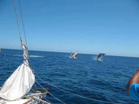 Whale watching Whale Watching Aesthetic, Whale Aesthetic, Beachy Pics, Boat Vibes, Curated Aesthetic, East Coast Aesthetic, Lost Daughter, Coast Aesthetic, Vacation 2023