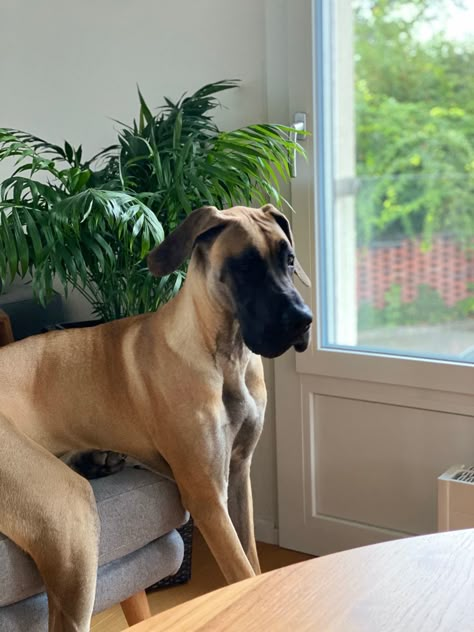 Fawn Great Dane Puppy, Brown Great Dane, Great Dane Fawn, Fawn Great Dane, Gentle Giant Dogs, Small Holding, Aesthetic Dogs, Giant Dogs, Great Dane Dogs