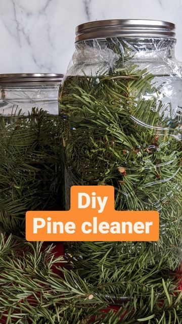 Daphne -backyard Gardener/ Small Space Garden / old Ways on Instagram: "I have been making my own all purpose cleaner for years from my CLEAN Christmas tree. I also collect lemon rinds, that would otherwise be discarded to make lemon cleaner. No waste , cheaper, healthier win. **You can also use pine as garden mulch!! ** If CLEAN ( not sprayed w/ anything) Keep the whole tree👏 Unsuspecting bonus is now I can't tolerate any harsh chemical smells around my home and my family benefits from keep Christmas Tree Smell, Pine Sol, Garden Mulch, Recycled Christmas Tree, Branches Diy, Christmas Tree Trimming, Christmas Tree Branches, Diy Tree, Diy Sprays