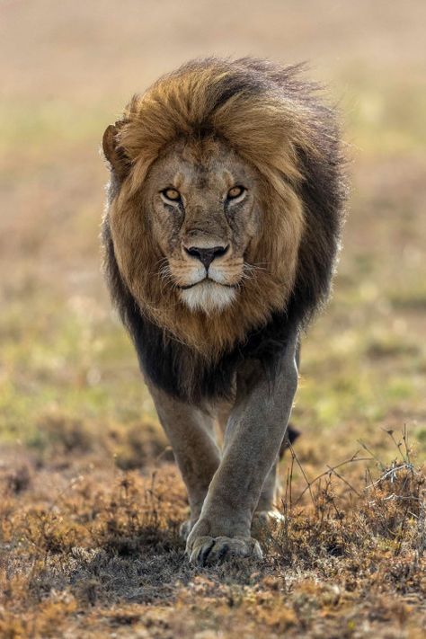 Wild Lion, Lion Photography, Lions Photos, Lion Love, Lion Images, Lion Pictures, African Lion, Majestic Animals, Lion Art