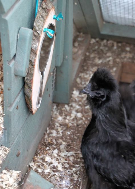 Winter Boredom Buster: DIY Shatterproof Mirror for Backyard Chickens Coop Diy Chicken Toys Ideas, Ranch Greenhouse, Chicken Enrichment, Diy Chicken Toys, Chicken Boredom, Chicken Projects, Yard Chickens, Animal Enrichment, Chickens In The Winter