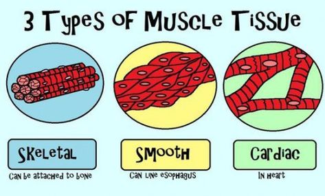 Cheesy video when selecting the link and a colorful picture of the skeletal smooth and cardiac muscle tissue. #humanbodysystem #human #body #system #notes Types Of Muscle Tissue, Muscular Tissue, Amoeba Sisters, Organic Mechanic, Cardiac Muscle, Types Of Muscles, Human Body Unit, Muscular System, Human Body Systems