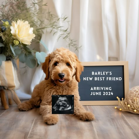 Pet Baby Announcement, Gender Reveal Ideas With Dog, Baby Announcement To Best Friend, Baby Announcing Ideas With Dog, Nerdy Pregnancy Announcement, Announcing Pregnancy To Husband, Unique Pregnancy Announcement Photos, Pregnancy Announcement With Dogs, Best Friend Pregnancy Announcement