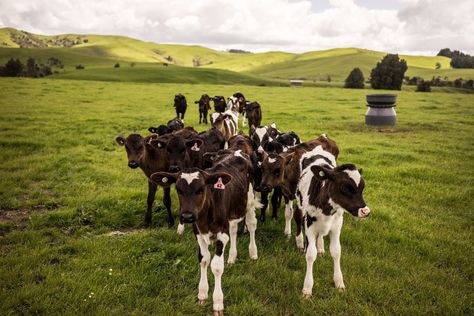 Farming System, Nature Architecture, Work Abroad, Farm Tour, Queenstown, Public Domain Images, Four Corners, Puzzle Pieces, Free Pictures