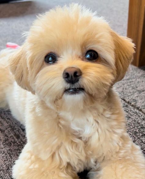 Korean Maltese Haircut, Lhasa Poo Puppies, Malshi Haircuts Teddy Bears, Maltipoo Teddy Bear Haircut, Maltese Poodle Haircut, Cavoodle Haircut Styles, Maltese Haircut Teddy Bear, Malshi Haircuts, Maltipoo Haircut Styles Teddy Bears