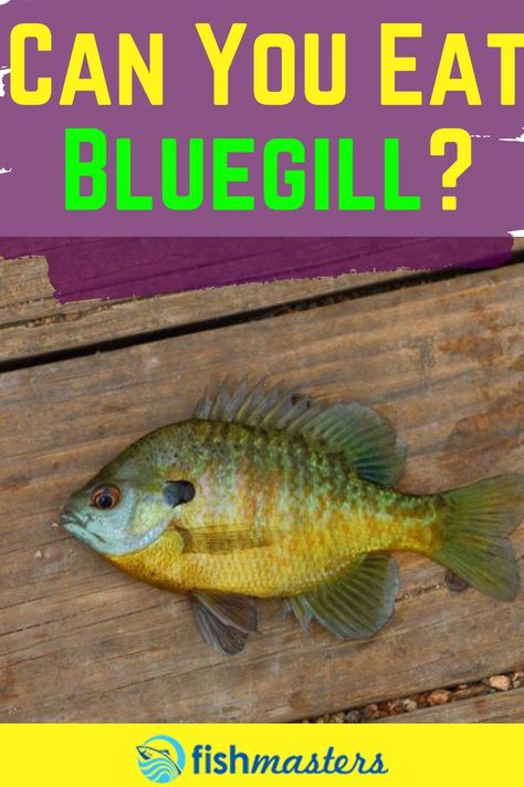 Cooking Bluegill, Bluegill Recipes, Blue Gill Fish, Bluegill Recipe, Bluegill Fish, Fish Cooking, Crappie Fishing Tips, Cooking Fish, Diy Fishing Lures