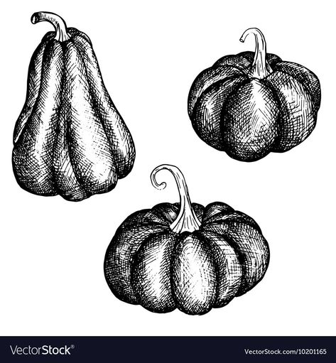 Ink drawing pumpkins Royalty Free Vector Image Pumkin Drawing Realistic, Pumpkin Ink Drawing, Halloween Ink Drawings, Halloween Pen Drawings, Pumpkin Line Drawing, Pumkin Drawing Cartoon, Pumpkin Drawing Halloween, Pumpkin Reference, Pumpkin Drawing Easy